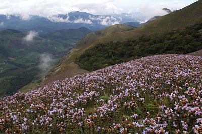 Munnar image