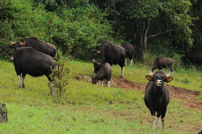 Thekkady image