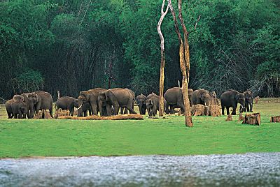 Thekkady image