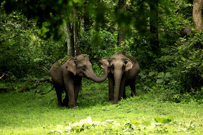 Wayanad image